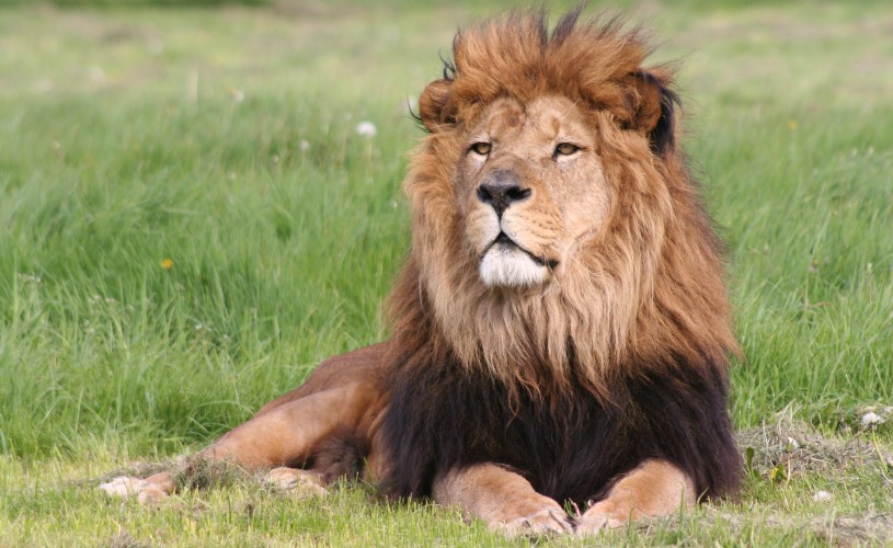 Lion at Longleat